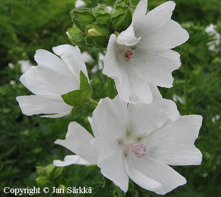 Malva moschata  'Alba'